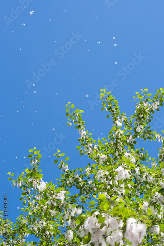 Poplar branches with seed tufts flying, allergy reason