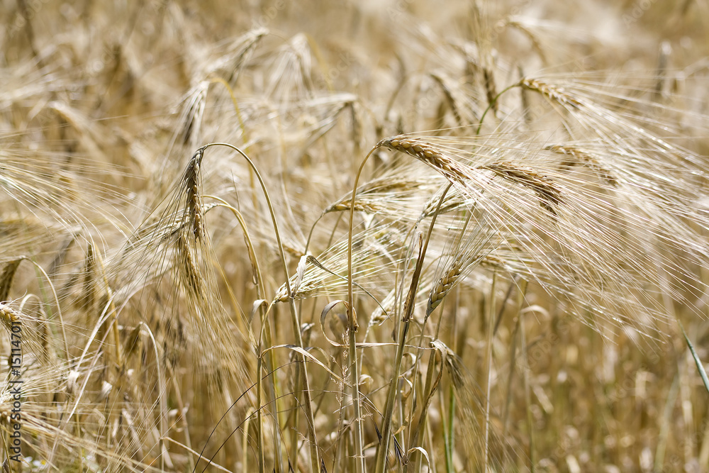 Fototapeta premium Ears of barley in a field