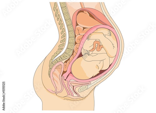 Canvas Print Pregnant Anatomy and the fetus