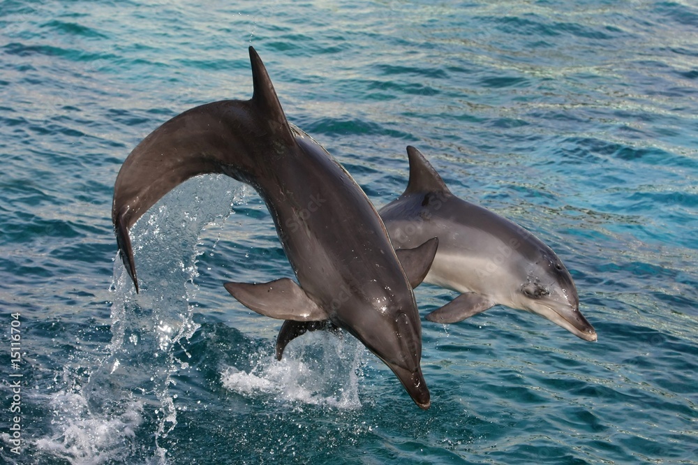 Fototapeta premium Dolphins Leaping Out Water