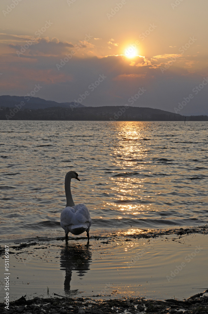 Fototapeta premium Schwan bei Sonnenuntergang