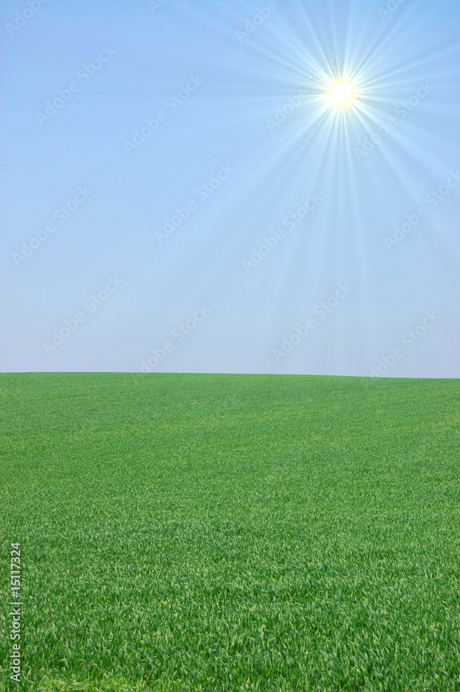 Fototapeta premium green landscape