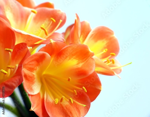 Clivia on white