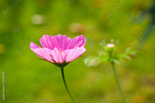 Zinnie Zinnia elegans