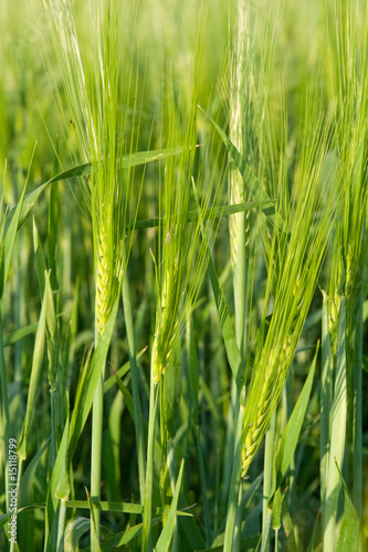 green ear wheat
