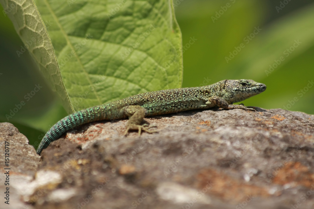 Lagartixa Lagartixa