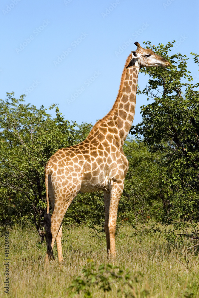 Obraz premium Giraffe