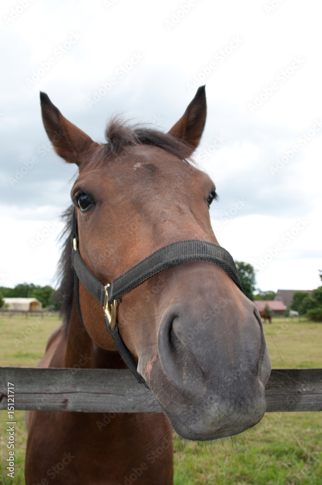 Obraz premium Лошадь