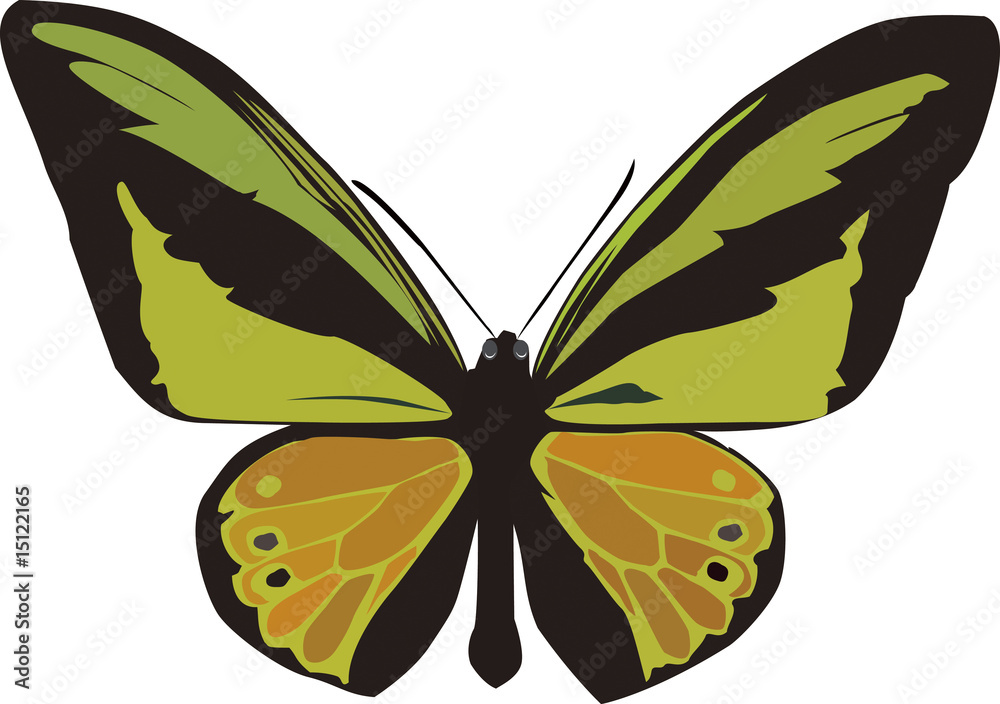 Fototapeta premium buterfly 1