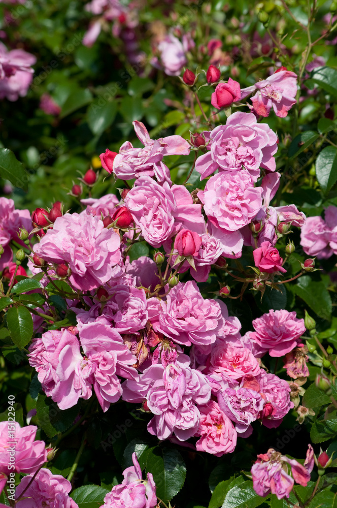 Rosen unter dem Sonnenlicht