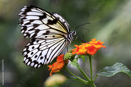 Schmetterling © S.Külcü