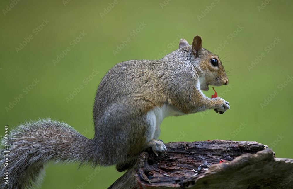 Obraz premium eating squirrel