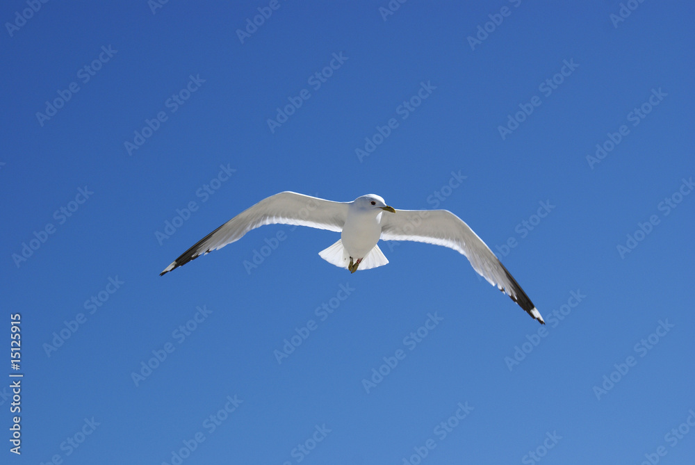 Möwe Möwe