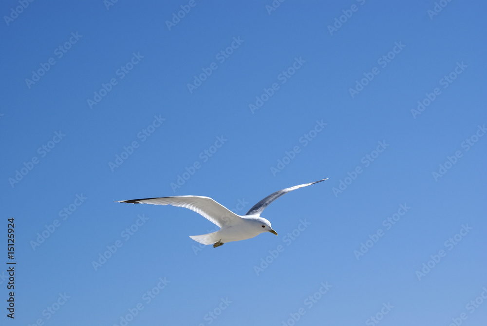 Möwe Möwe