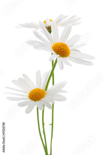 Fotomurale Daisies on white background