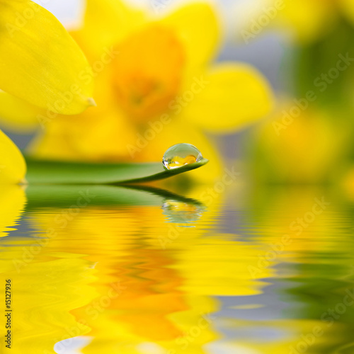 Fototapeta Naklejka Na Ścianę i Meble -  wet flowers