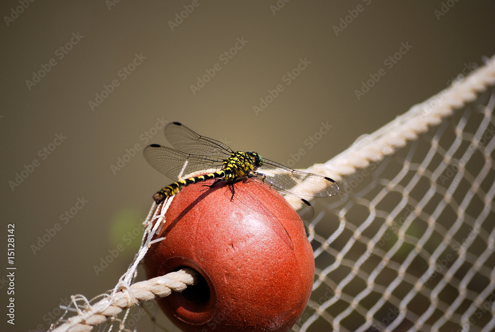 Fototapeta premium libellule sur un filet
