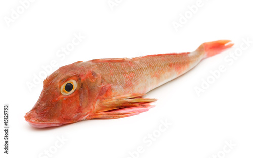red fish on white background