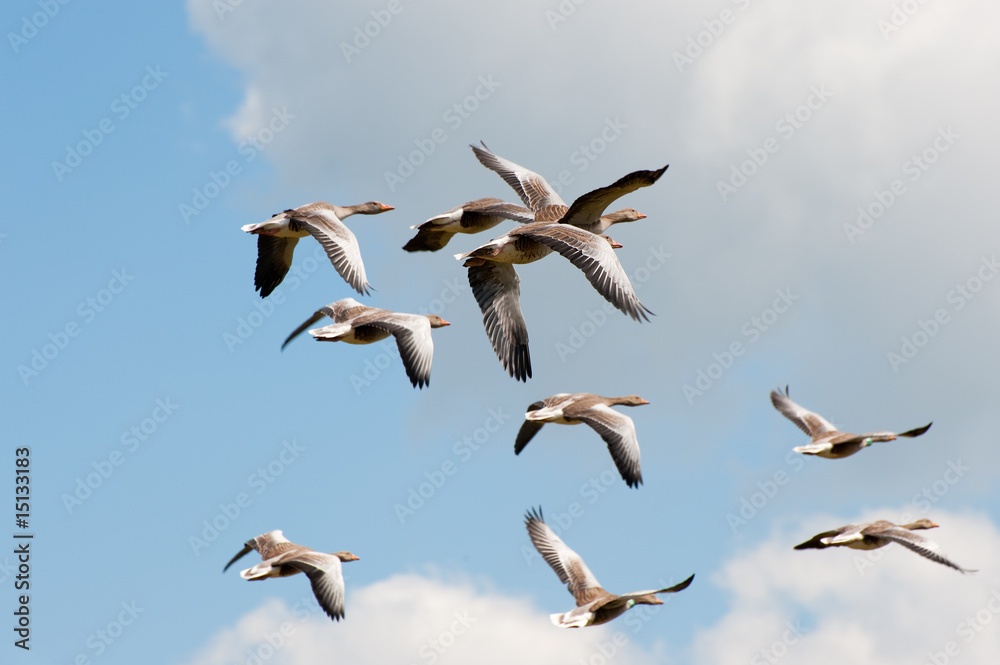 Obraz premium Gooses