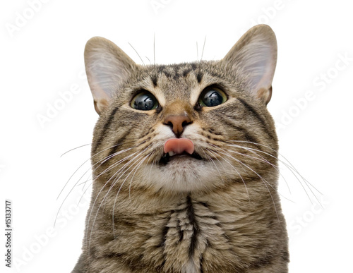 Happy cat