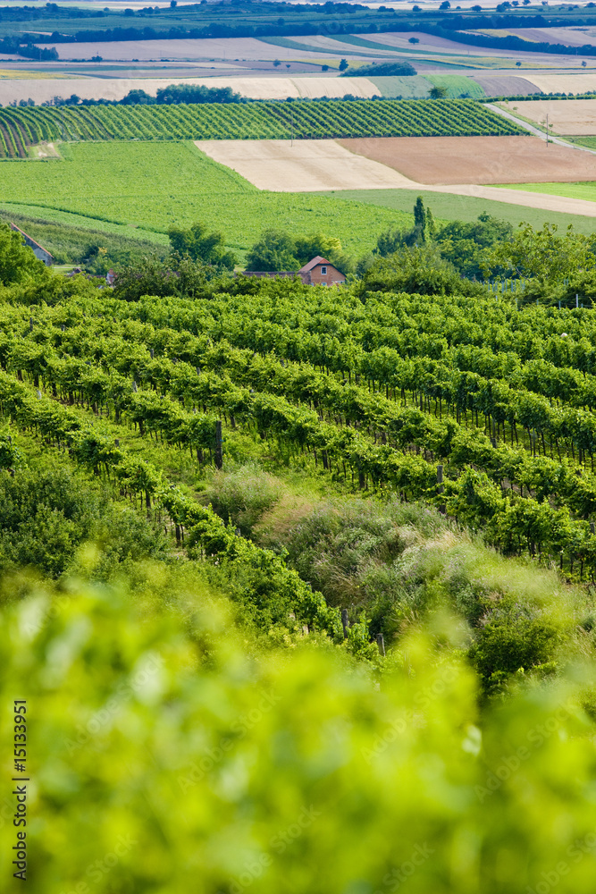 vineyards, Southern Moravia, Czech Republic vineyards, Southern Moravia, Czech Republic