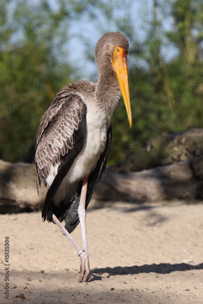 Obraz premium Junger Nimmersatt