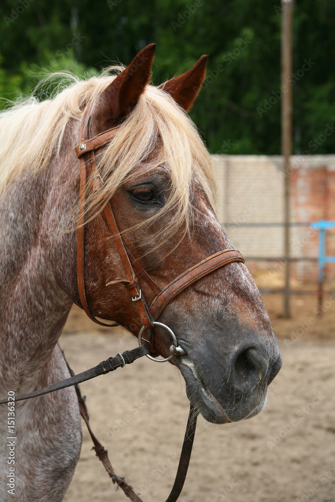 Naklejka premium Portrait of a horse.