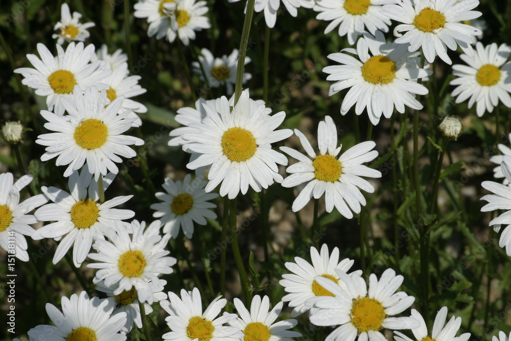 Fototapeta premium Bundesgartenschau München