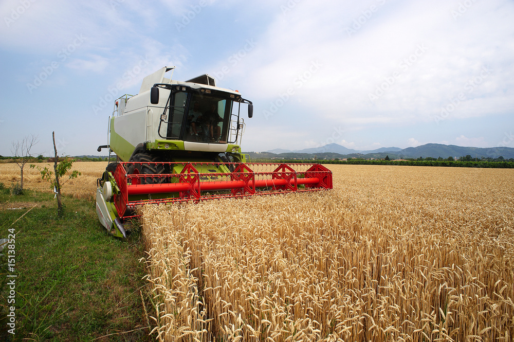 Fototapeta premium mietitura