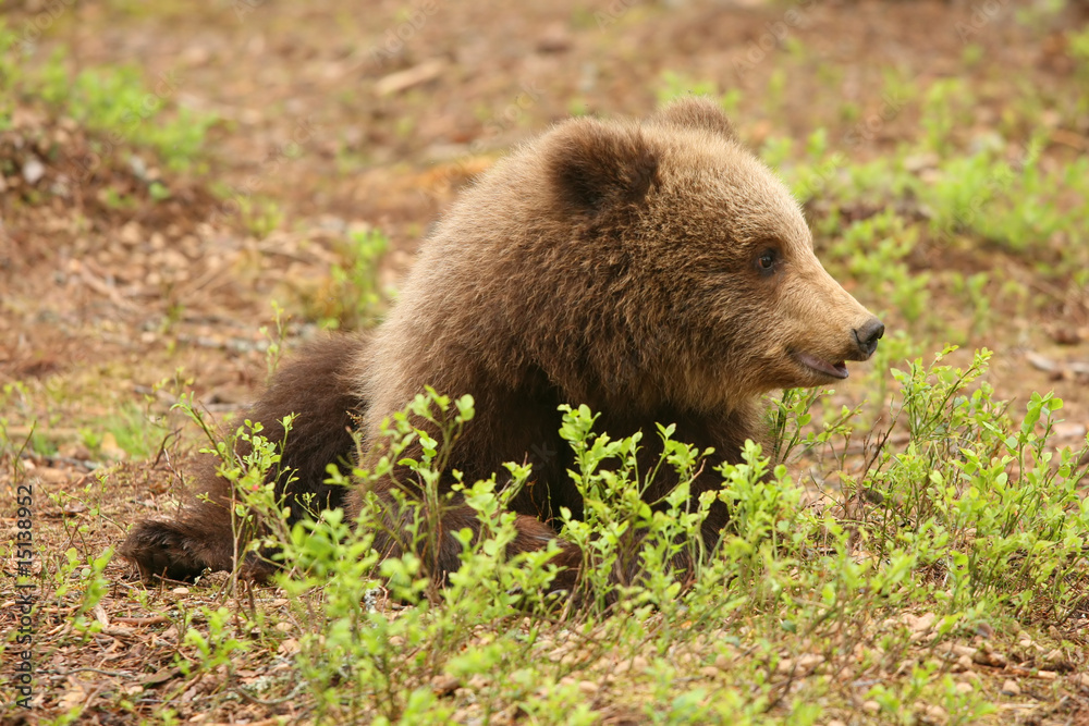 Little brown bear sitting on the ground behind a bush