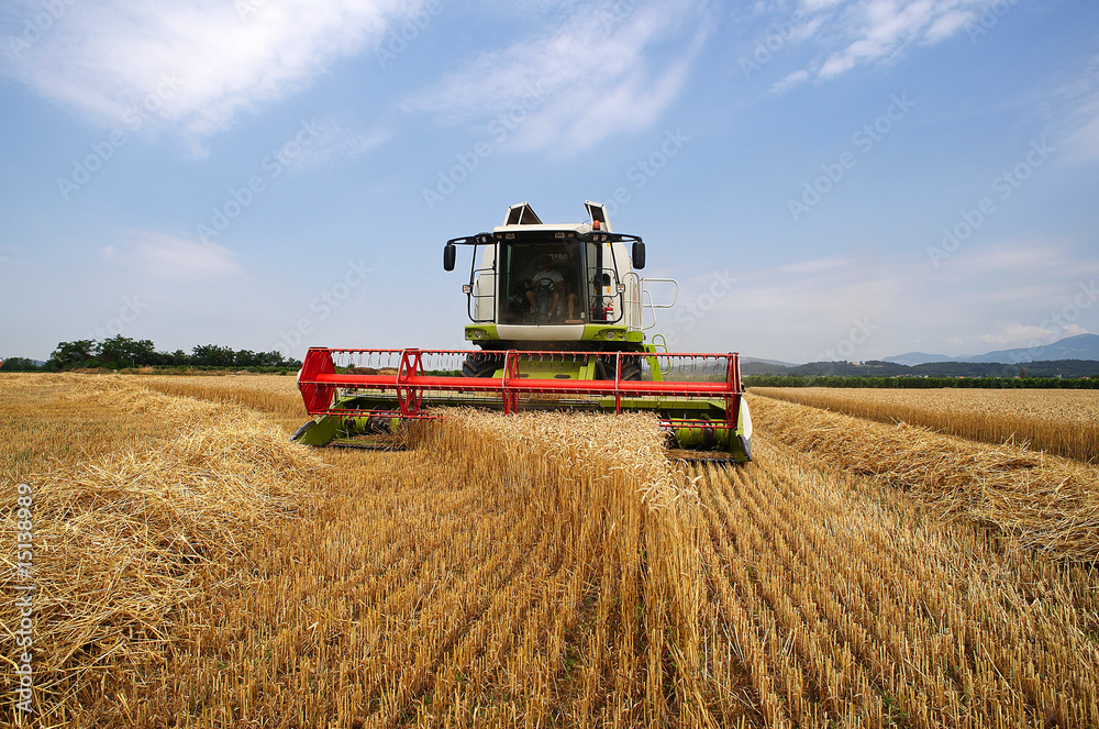 Fototapeta premium mietitura