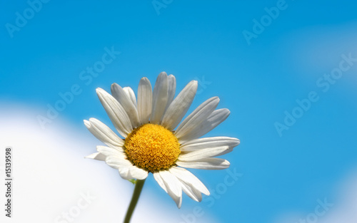 White daisy