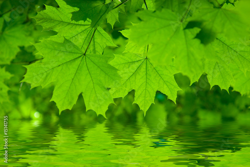 Fresh green maple leaves