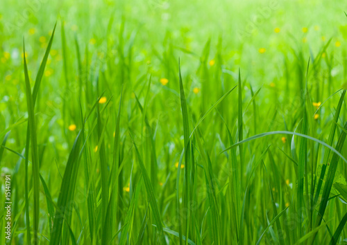 Green grass background