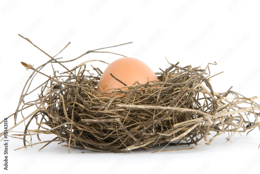 egg in nest isolated on white background egg in nest isolated on white background