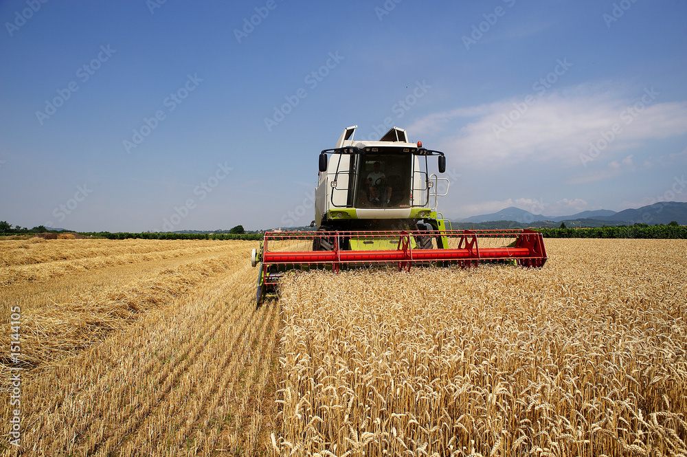 Fototapeta premium mietitura