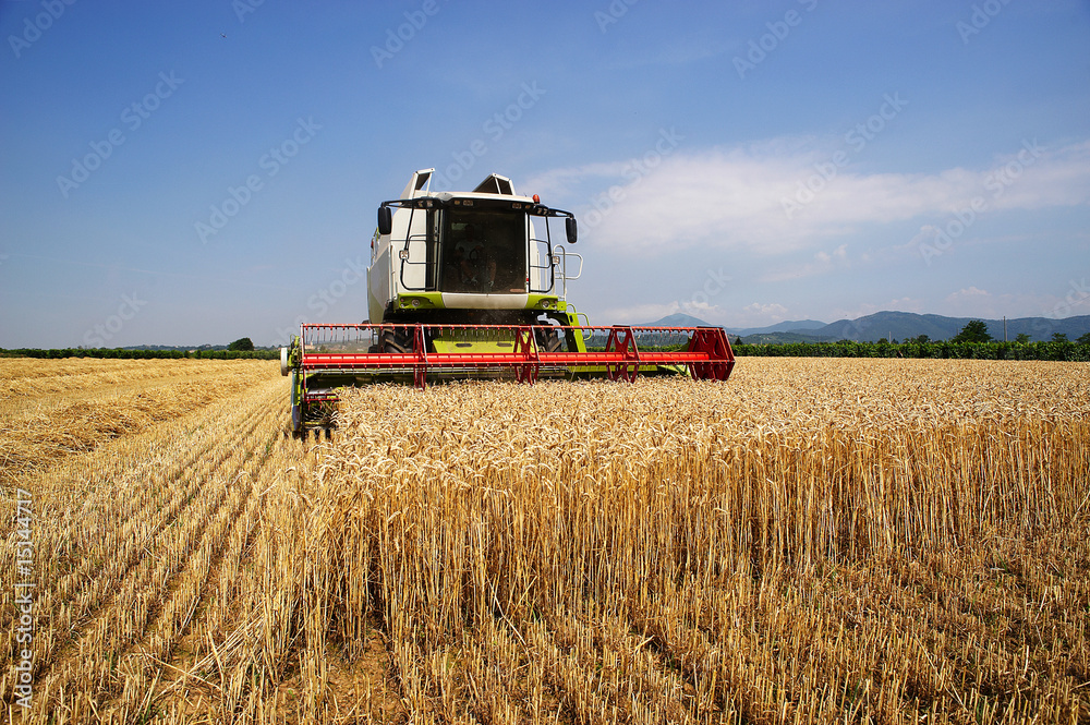 Fototapeta premium mietitura