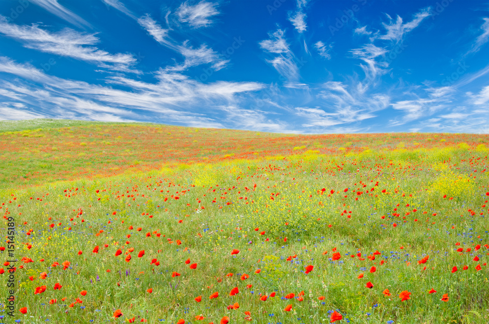 Meadow with poppies, cornflowers and other yellow flowers