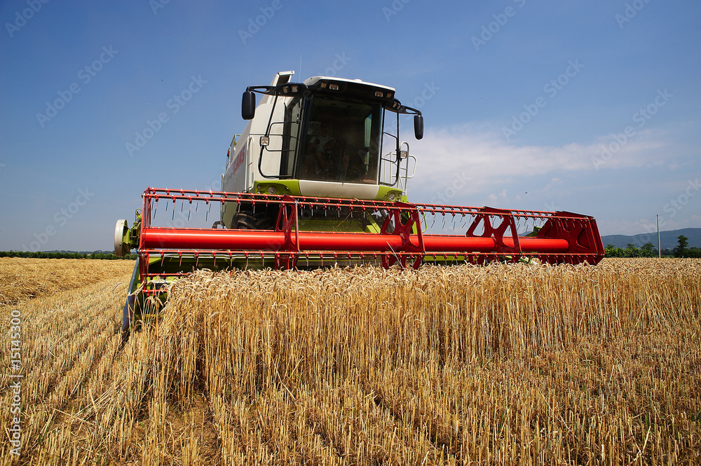 Fototapeta premium mietitura