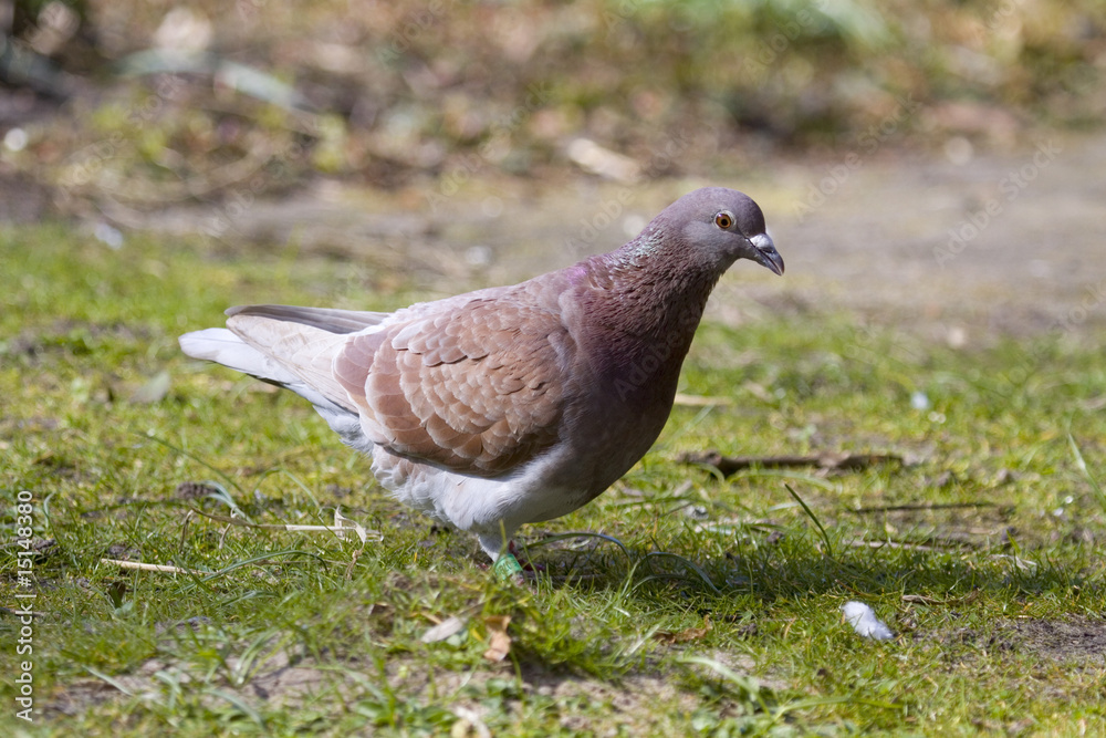 Obraz premium Zwischenstopp