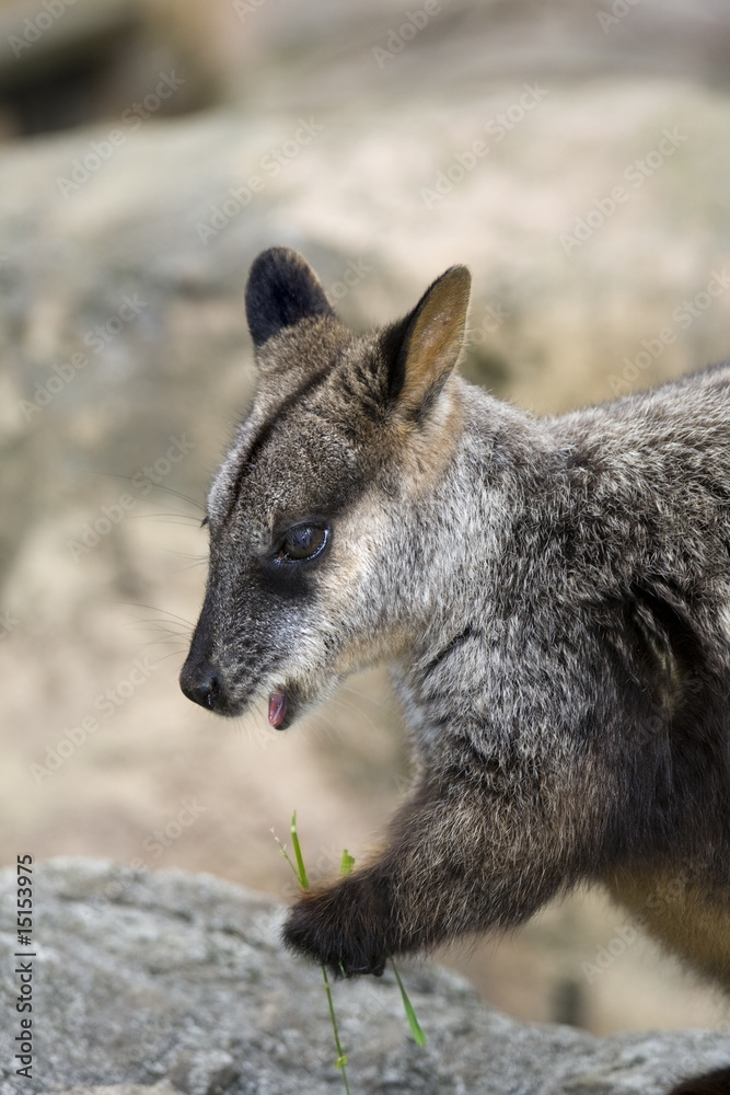 wallaby eating wallaby eating