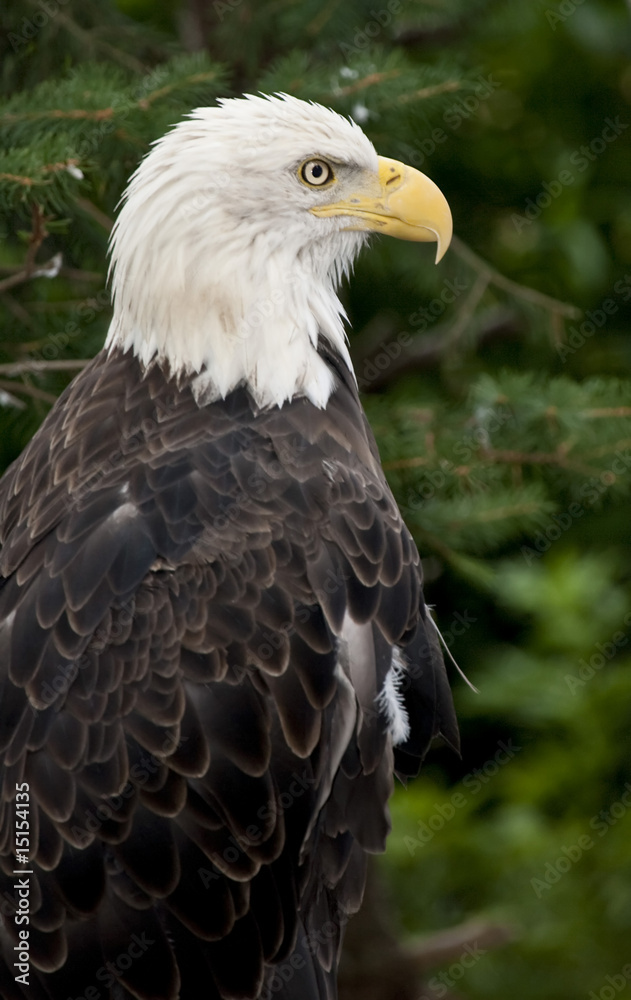 Obraz premium Bald eagle