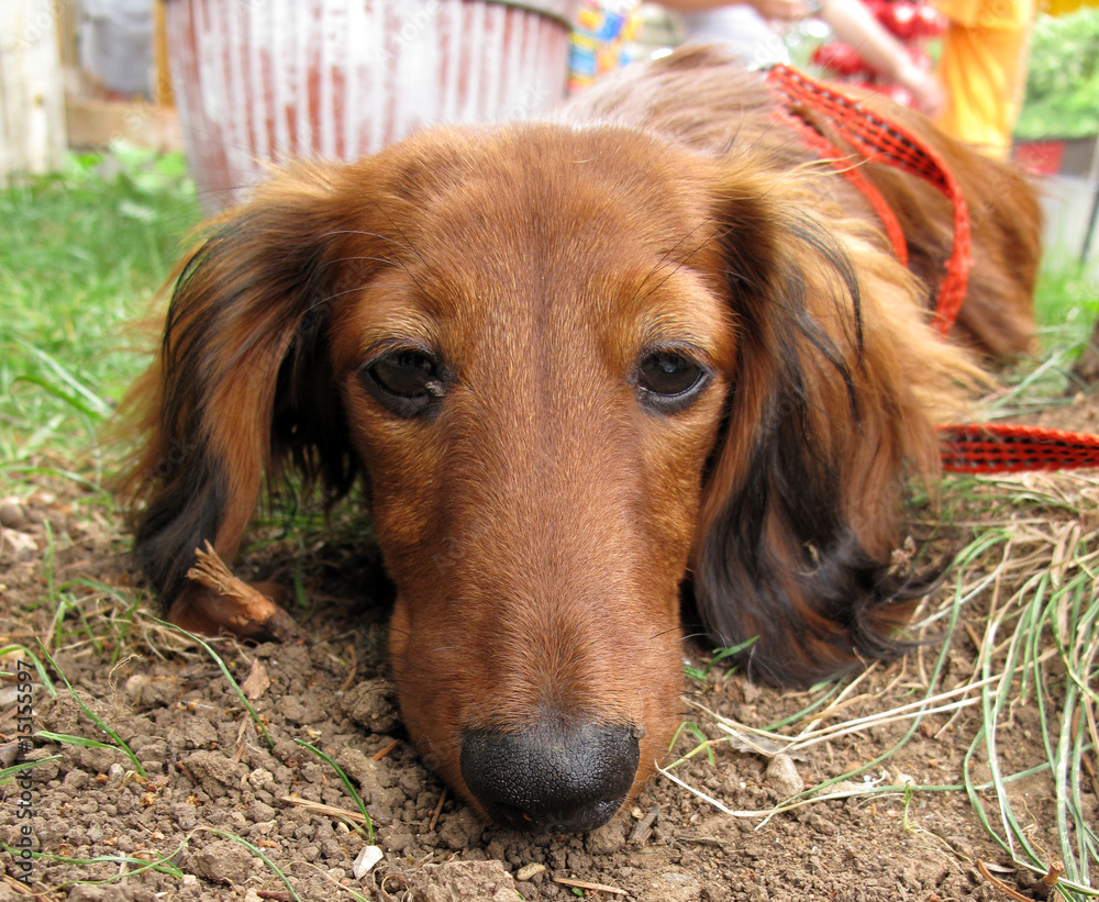 Lonely dog long-haired dachshund Lonely dog long-haired dachshund
