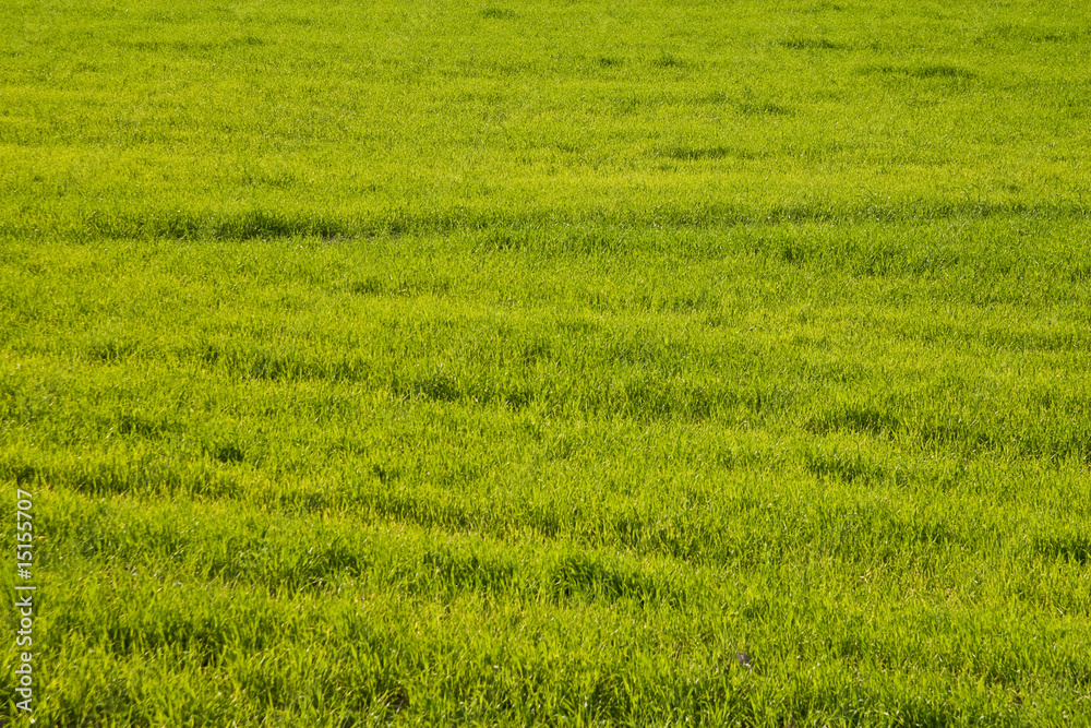 grass grass