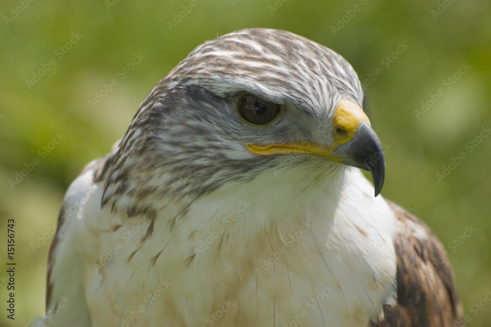 Harris Hawk Harris Hawk
