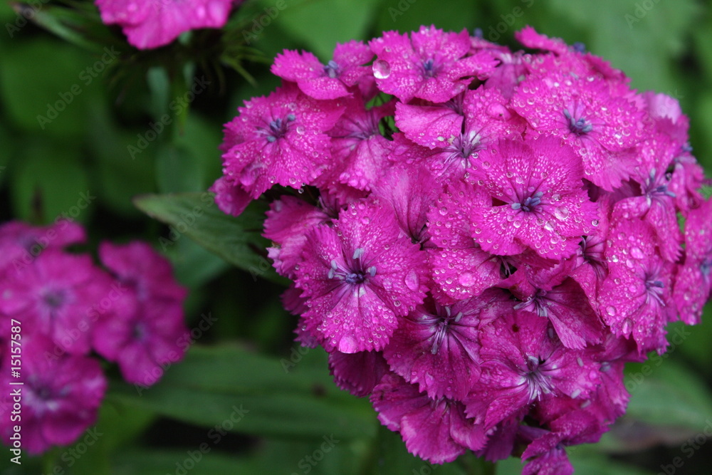 Fototapeta premium Pink Dianthus. After a rain.