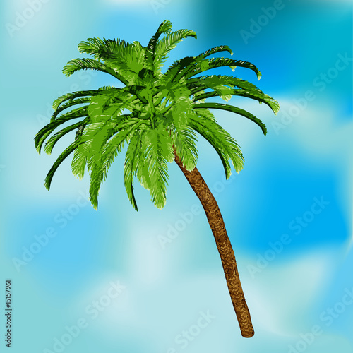 Palm Tree