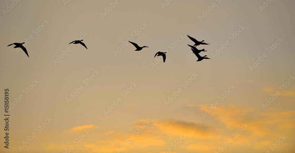 Wildgäne im Flug Wildgäne im Flug