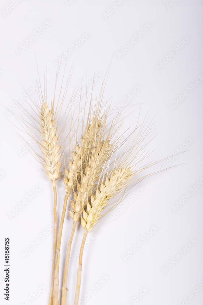 wheat ears wheat ears