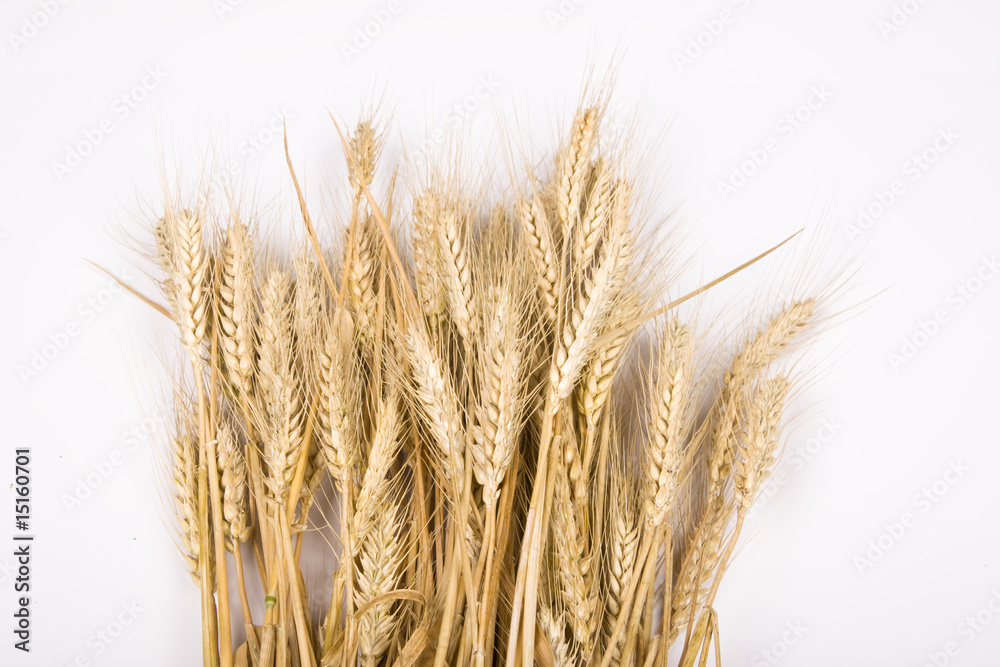 wheat ears wheat ears
